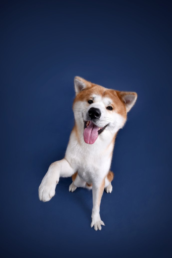 点击大图看下一张：一组开心的秋田犬图片欣赏