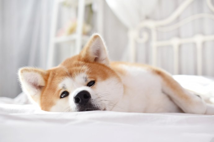 点击大图看下一张：一组开心的秋田犬图片欣赏