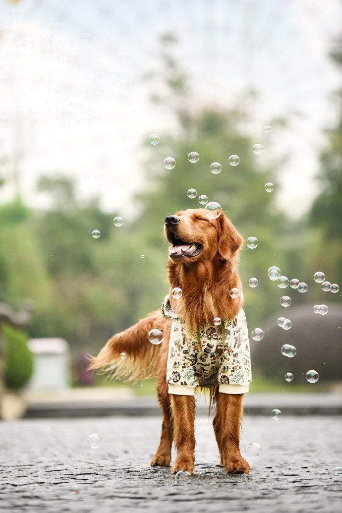 点击大图看下一张：雨天，玩的更开心，这就是爱水的金毛啦