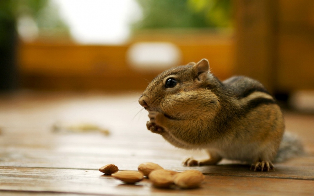 点击大图看下一张：喜欢吃坚果的花栗鼠图片欣赏