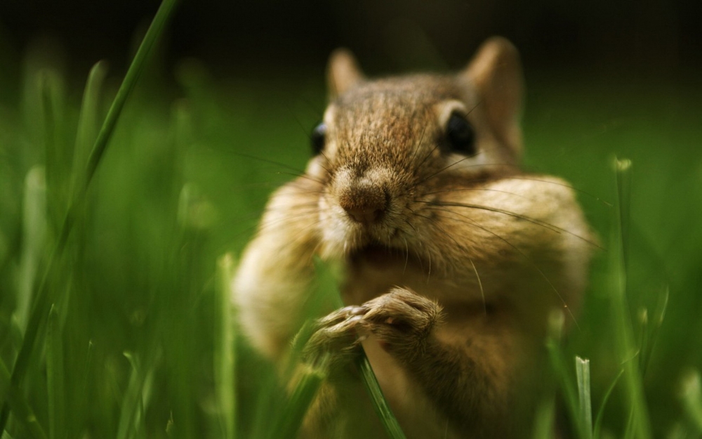 点击大图看下一张：在草地里玩耍的花栗鼠图片欣赏