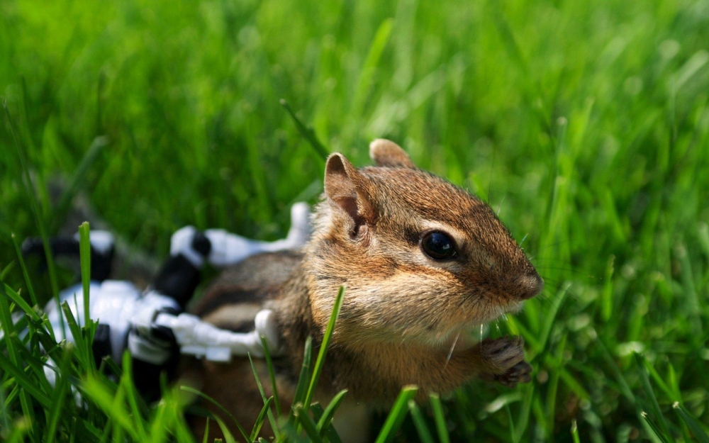 点击大图看下一张：在草地里玩耍的花栗鼠图片欣赏