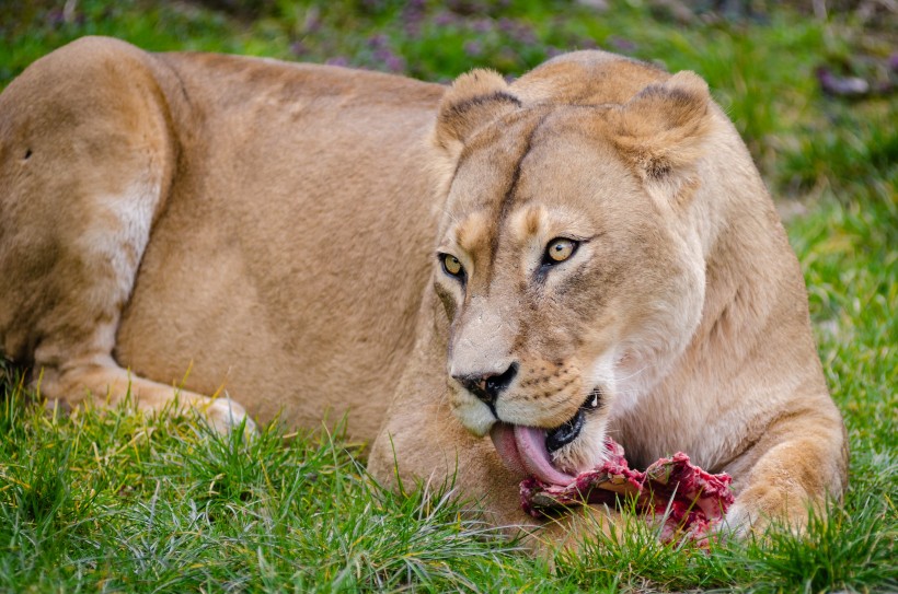 点击大图看下一张：一组凶猛的母狮实拍图片欣赏