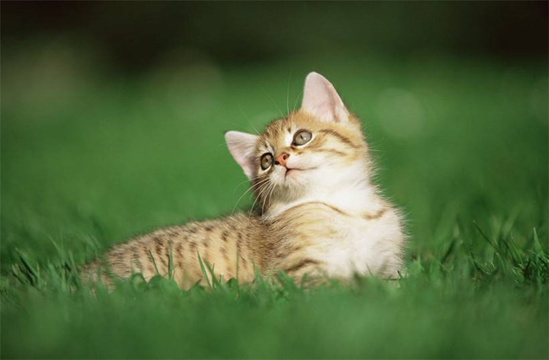 点击大图看下一张：超可爱的中华田园小猫