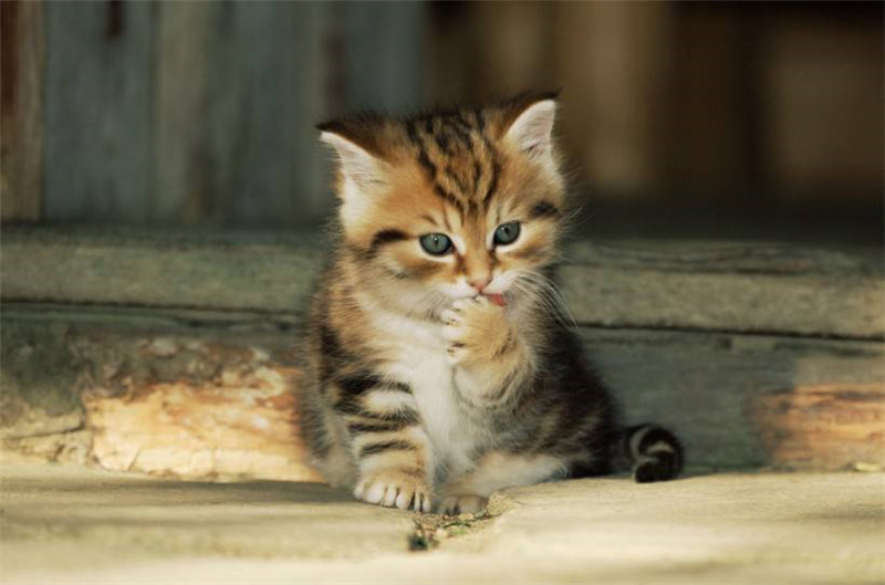 点击大图看下一张：超可爱的中华田园小猫