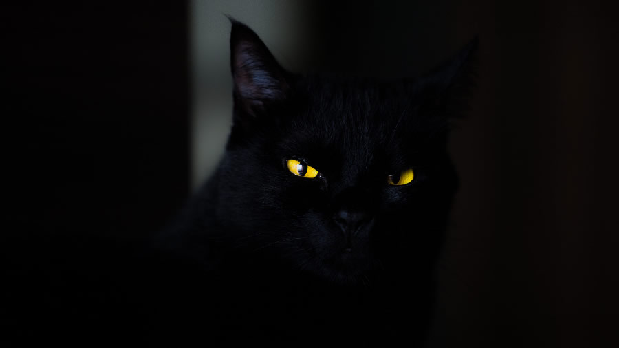 点击大图看下一张：一组警惕的黑猫图片
