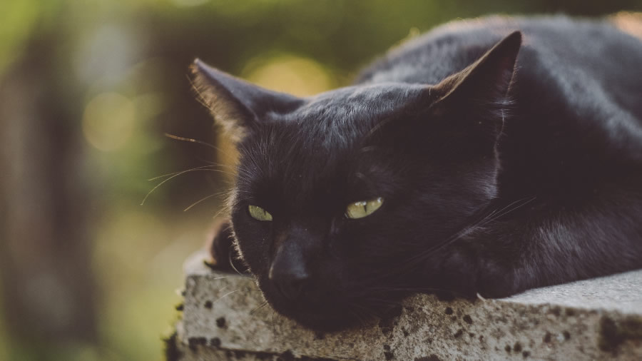 点击大图看下一张：一组警惕的黑猫图片