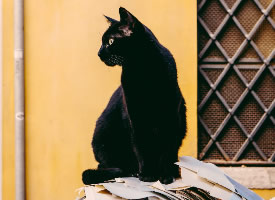 一组警惕的黑猫图片