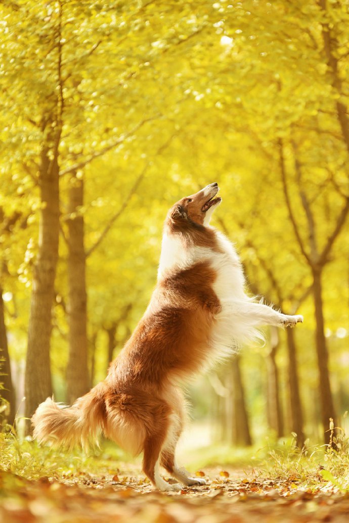 点击大图看下一张：漂亮秋景下优雅的苏牧犬图片