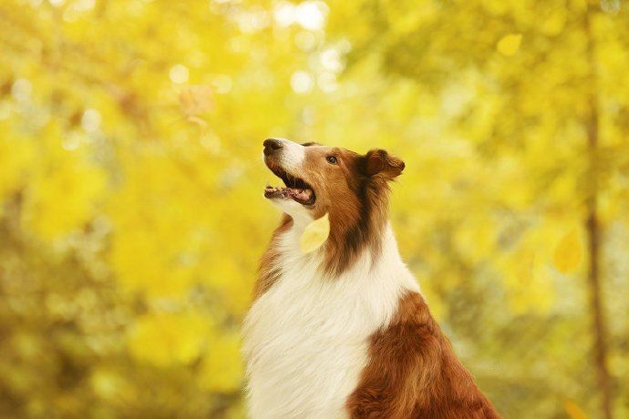 点击大图看下一张：漂亮秋景下优雅的苏牧犬图片