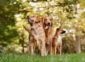 三只可爱的狗狗的艺术照图片