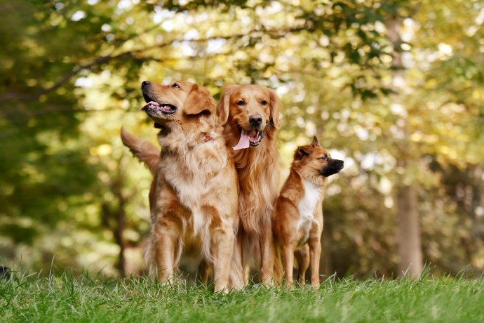 点击大图看下一张：三只可爱的狗狗的艺术照图片