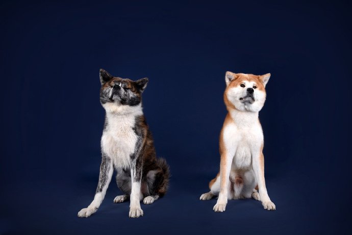 点击大图看下一张：一组颜色比较特别的秋田犬图片