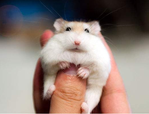 点击大图看下一张：老公公仓鼠是仓鼠当中体现最小的