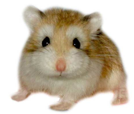 点击大图看下一张：老公公仓鼠是仓鼠当中体现最小的