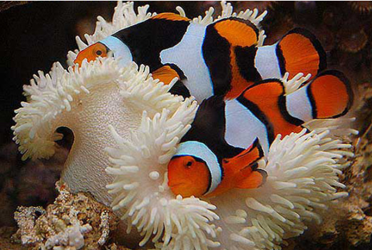 点击大图看下一张：美丽的三带小丑鱼图片