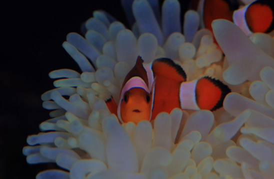 点击大图看下一张：美丽的三带小丑鱼图片