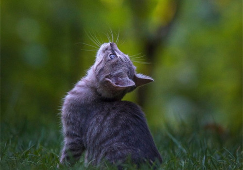 点击大图看下一张：超萌可爱的小猫猫图片