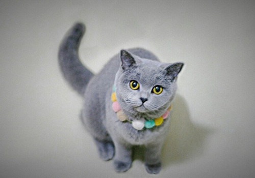 点击大图看下一张：萌萌哒的英短猫图片