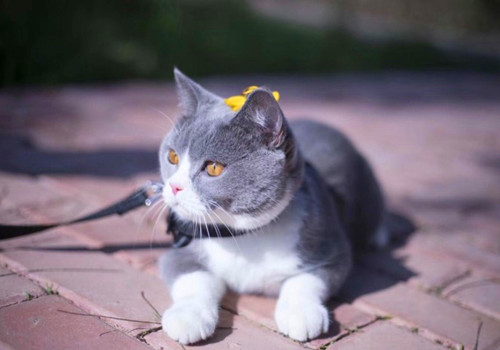 点击大图看下一张：萌萌哒的英短猫图片