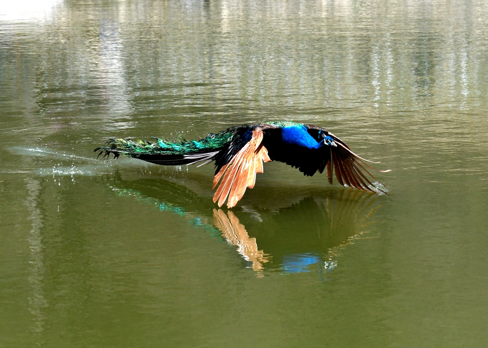 点击大图看下一张：一组绿孔雀湖面上飞的图片欣赏