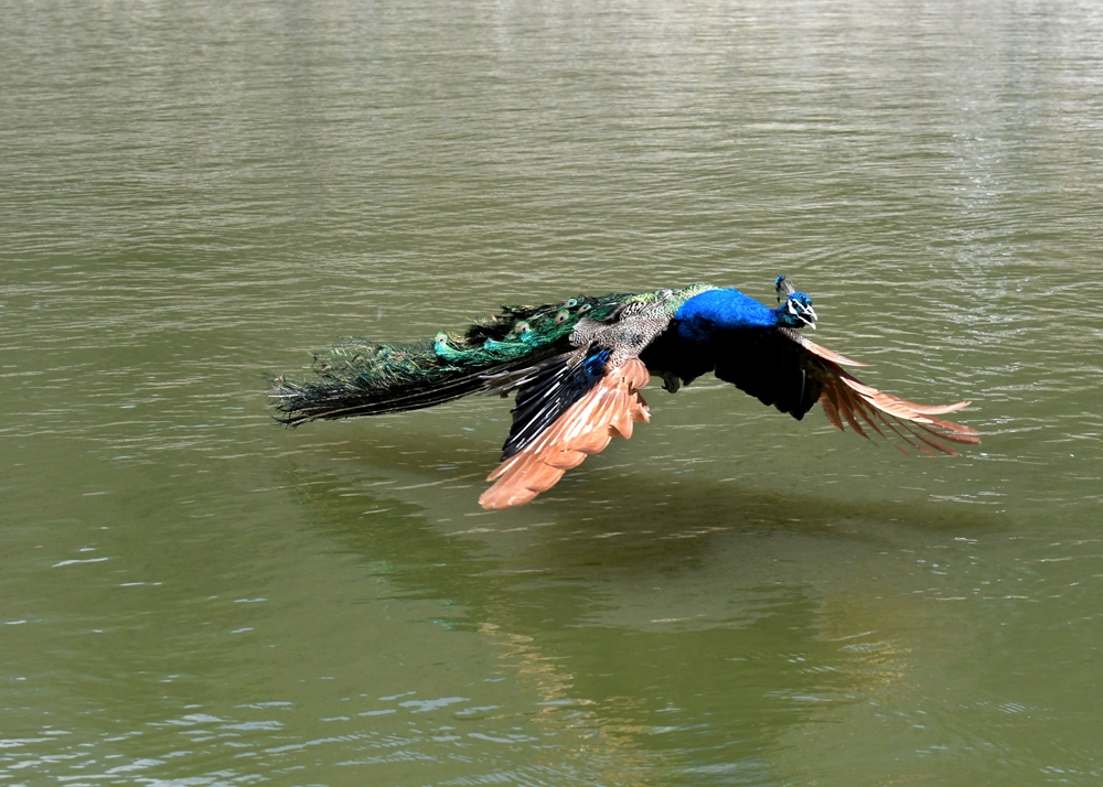 点击大图看下一张：一组绿孔雀湖面上飞的图片欣赏