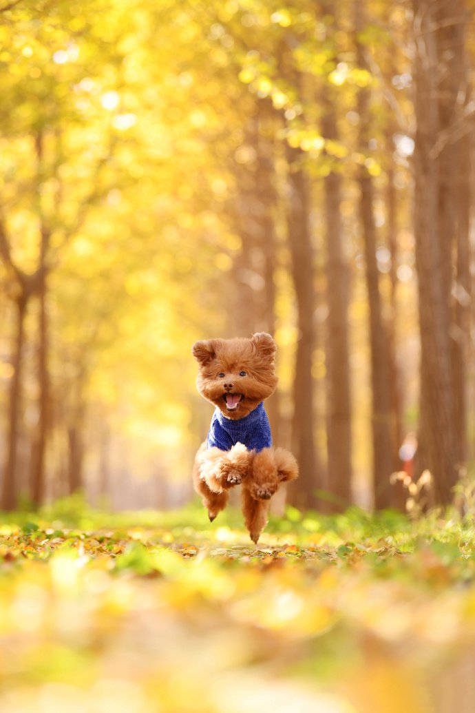 点击大图看下一张：穿着衣服可爱的小泰迪在落叶上跑
