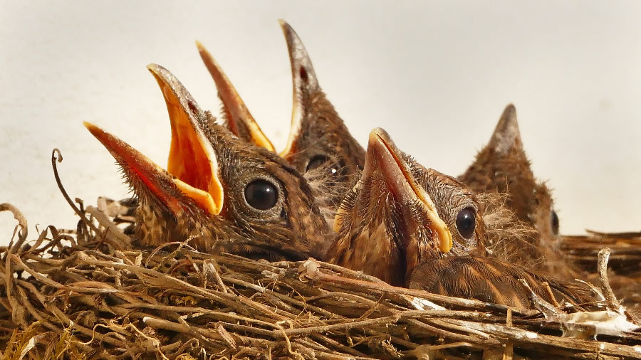 点击大图看下一张：鸟巢中嗷嗷待哺的雏鸟图片