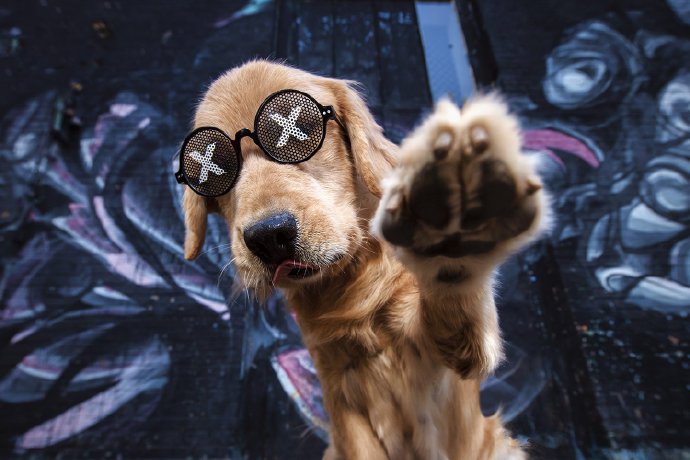 点击大图看下一张：一组炫酷系列的狗狗照片合集