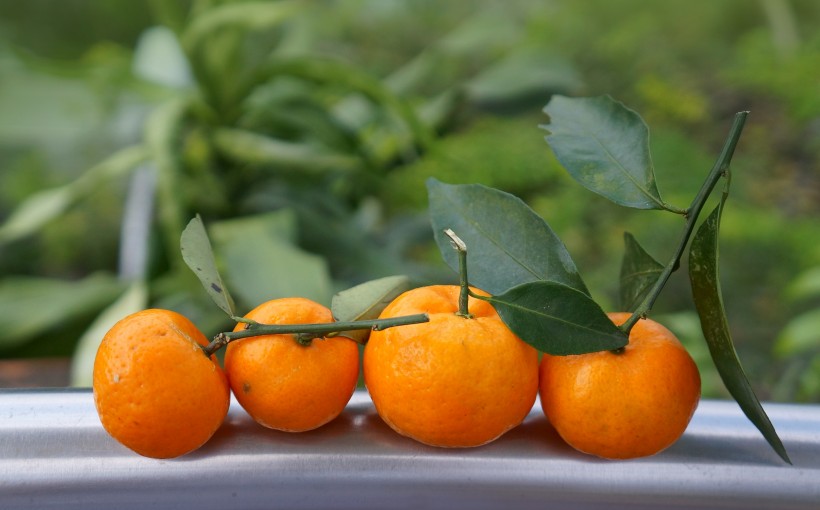点击大图看下一张：水分特别足的橘子图片欣赏
