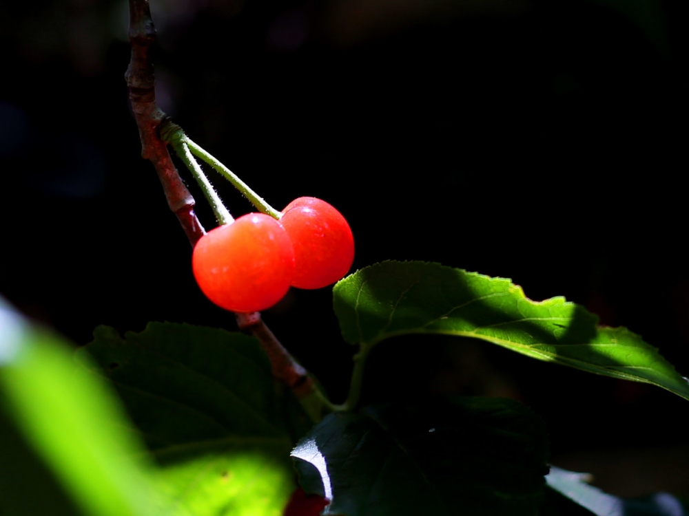 点击大图看下一张：阳光下鲜红玛瑙红樱桃图片欣赏