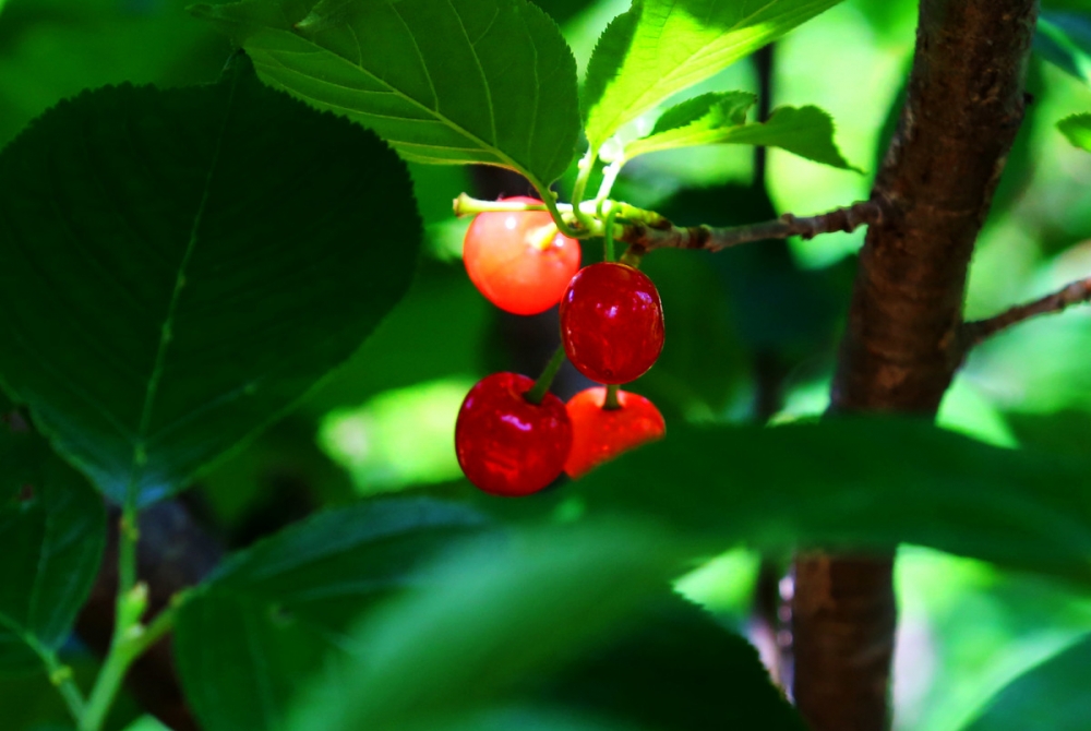 点击大图看下一张：阳光下鲜红玛瑙红樱桃图片欣赏