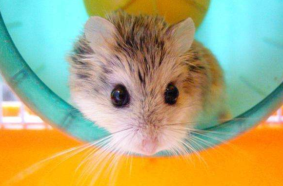 点击大图看下一张：一组聪慧可爱的老婆婆仓鼠图片