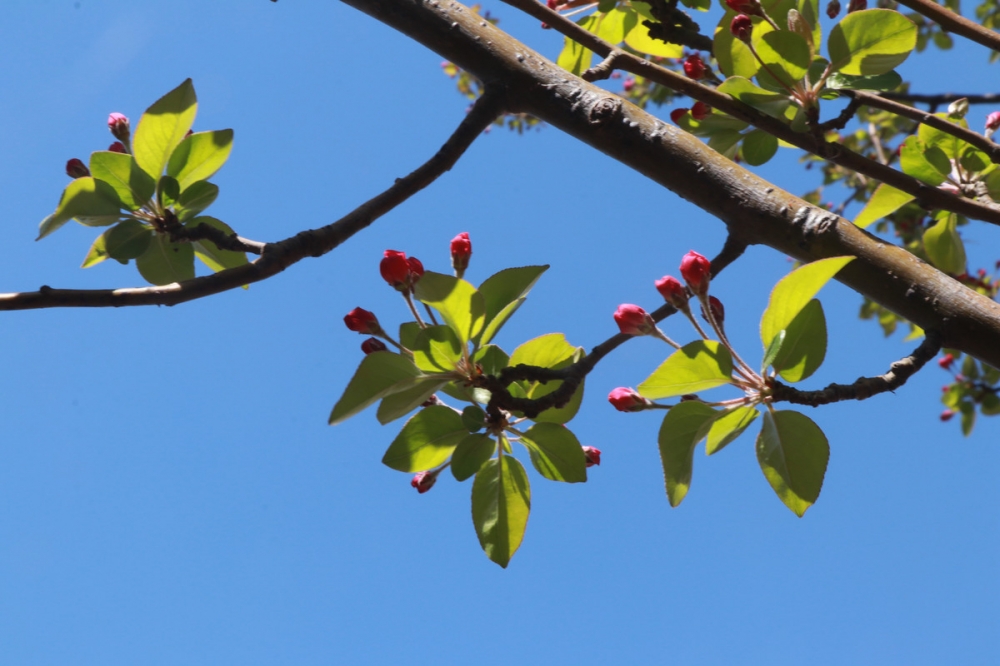 点击大图看下一张：西府海棠树花蕾图片欣赏