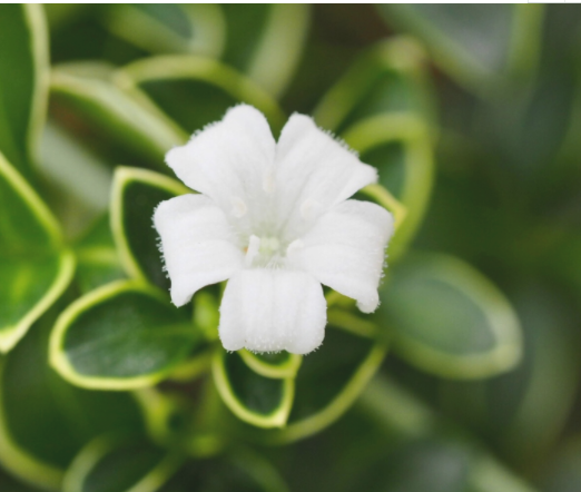 点击大图看下一张：小清新淡雅的白色花卉图片欣赏