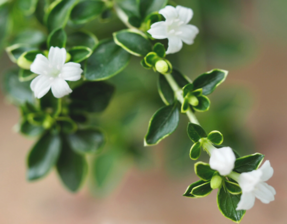点击大图看下一张：小清新淡雅的白色花卉图片欣赏