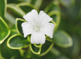 小清新淡雅的白色花卉图片欣赏