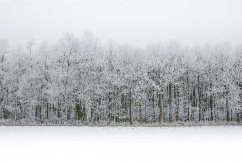 点击大图看下一张：穿上雪白衣裳的大树图片欣赏