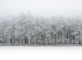 穿上雪白衣裳的大树图片欣赏