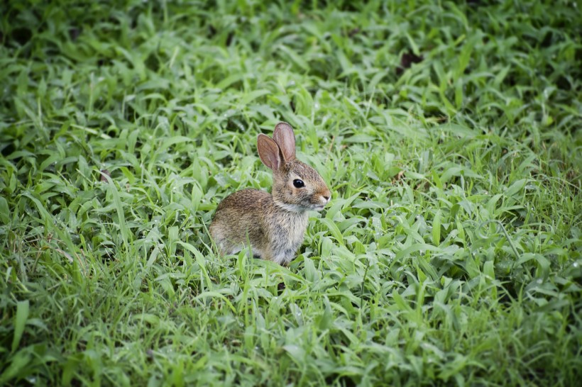 点击大图看下一张：灵活可爱的小兔子图片欣赏