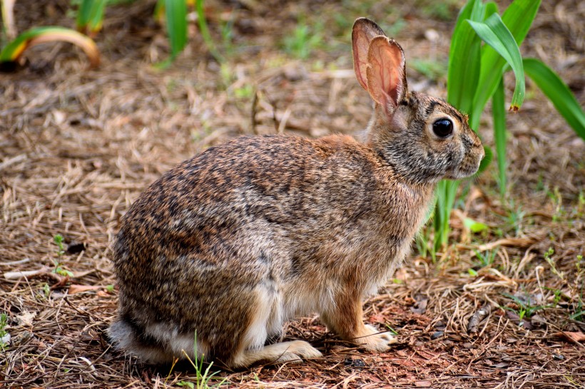 点击大图看下一张：灵活可爱的小兔子图片欣赏
