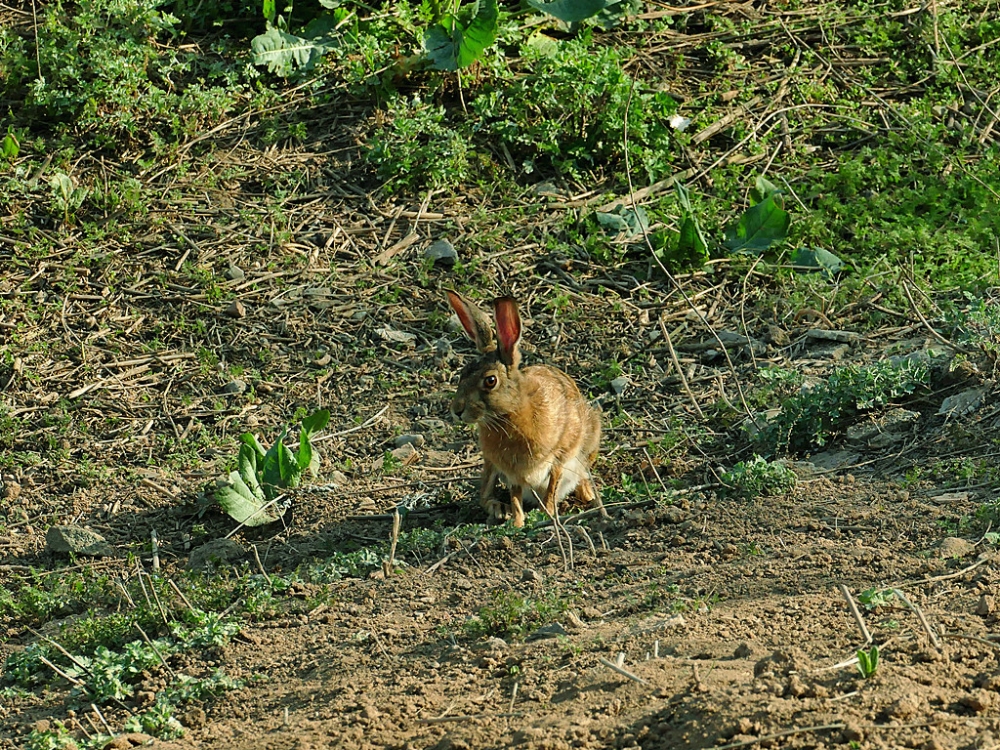 点击大图看下一张：一组田间野兔奔跑图片欣赏