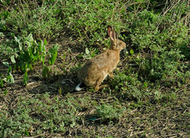 一组田间野兔奔跑图片欣赏