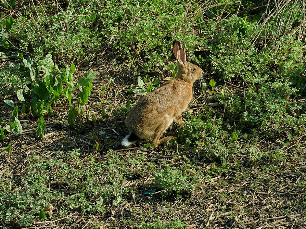 点击大图看下一张：一组田间野兔奔跑图片欣赏