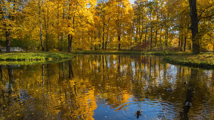 点击大图看下一张：秋季树木风景图片