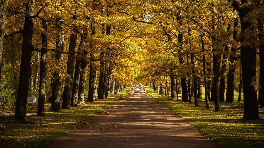 点击大图看下一张：秋季树木风景图片