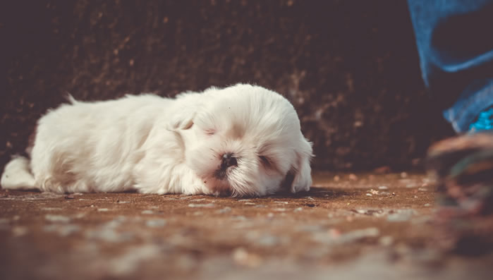 点击大图看下一张：一组趴着睡觉的狗狗图片欣赏