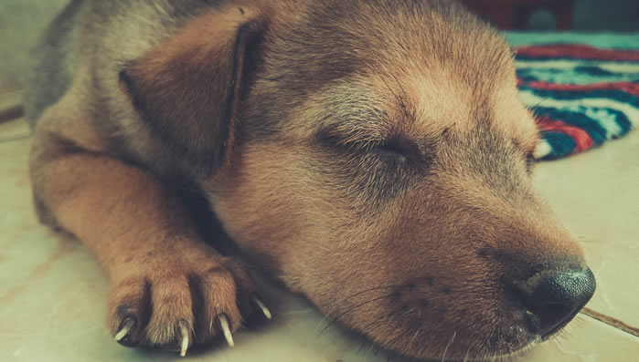 点击大图看下一张：一组趴着睡觉的狗狗图片欣赏