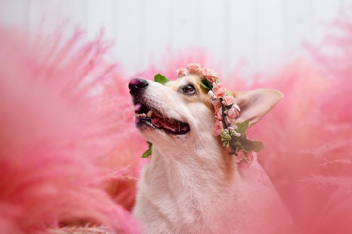 点击大图看下一张：一组在粉色草草当中超美的狗狗图片