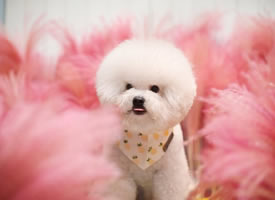 一组在粉色草草当中超美的狗狗图片